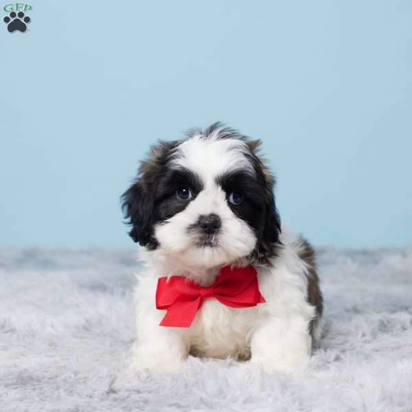 Monty, Shih Tzu Puppy